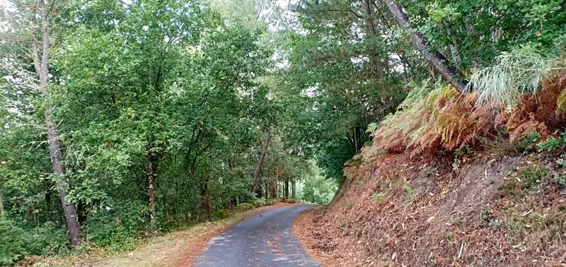 Autumn forest path through chestnut and oak woods near Casa da Viña, Ribeira Sacra