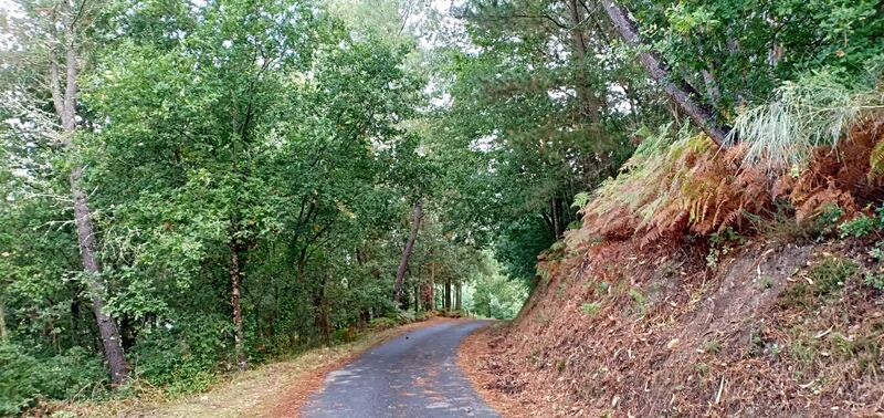 Autumn forest path through chestnut and oak woods near Casa da Viña, Ribeira Sacra