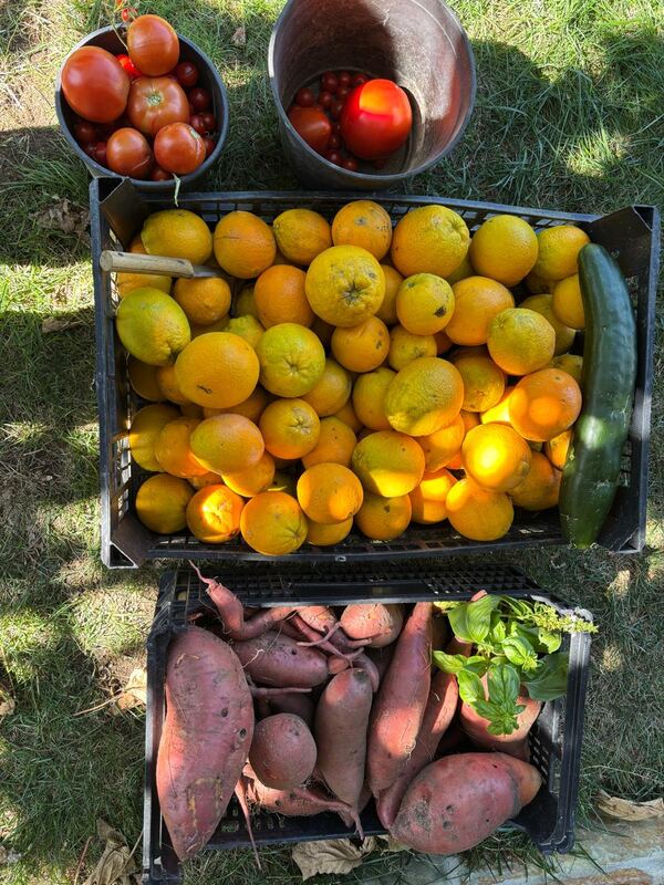 Homegrown oranges, tomatoes and sweet potatoes from the garden at Casa da Viña