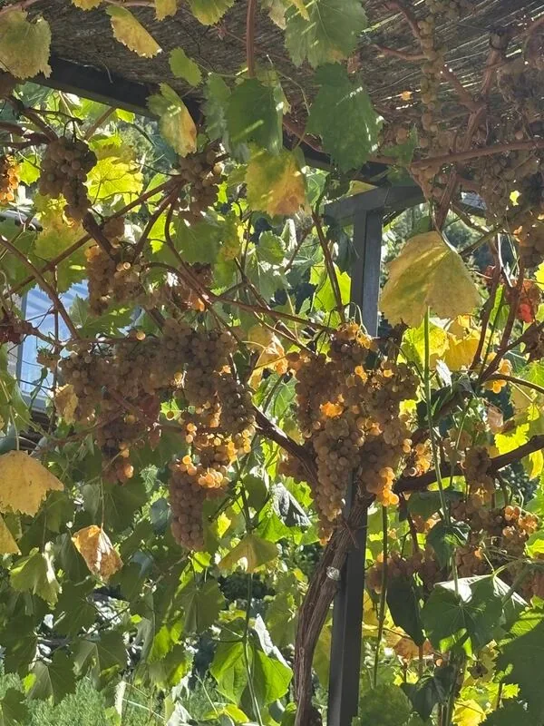 Bunches of golden Godello grapes ripening on the pergola at the family winery