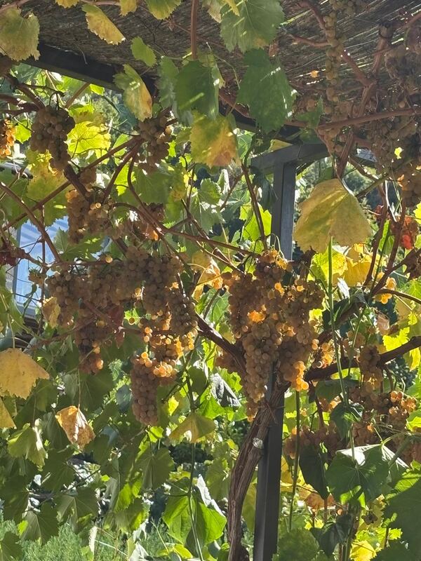 Bunches of golden Godello grapes ripening on the pergola at the family winery