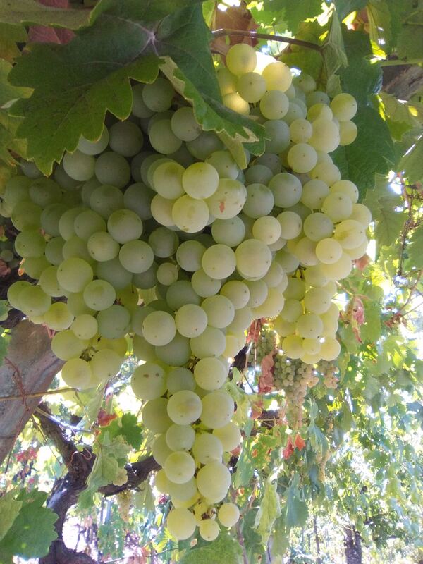 Ripe bunches of grapes on the vine at the family winery below Casa da Viña