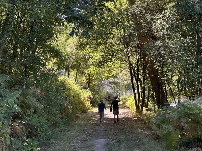 Forest walking paths from the door of Casa da Viña in Ribeira Sacra