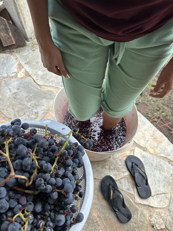 Freshly harvested Mencía grapes during the vendimia at the family winery