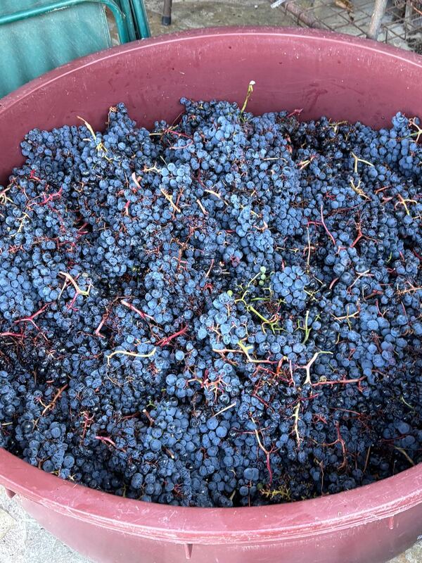 Freshly harvested Mencía grapes in the vat during the vendimia at Casa da Viña