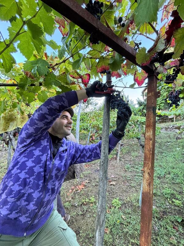 Tending the terraced vines by hand — heroic viticulture in Ribeira Sacra