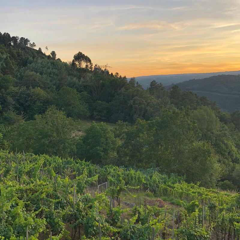 Golden evening light over the terraced vines at Casa da Viña, Ribeira Sacra