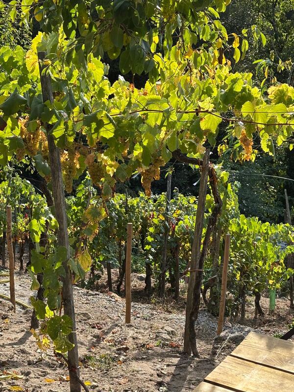 White grape vines in the terraced vineyard below Casa da Viña, Ribeira Sacra